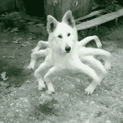 Doge Spider in Roblox
